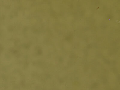 genitalia view of adult Homorthodes dubia