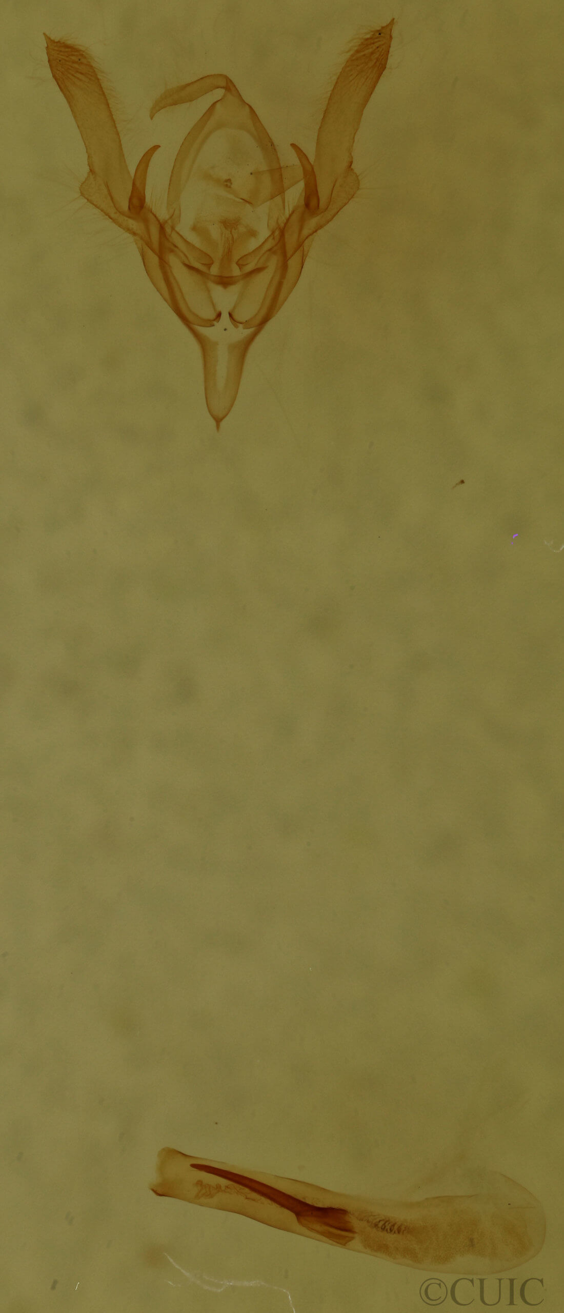 genitalia view of adult Homorthodes dubia