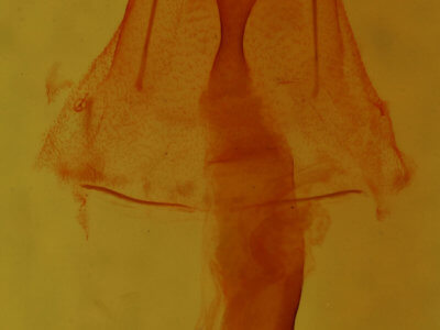 genitalia view of adult Homorthodes dubia