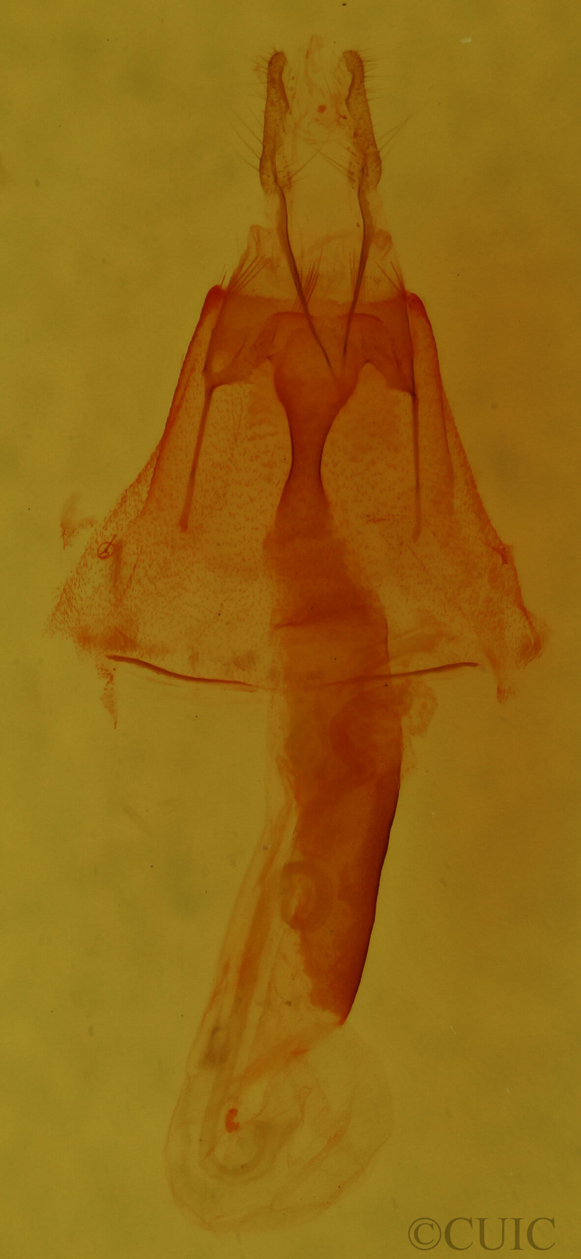 genitalia view of adult Homorthodes dubia