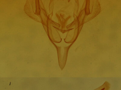 genitalia view of adult Homorthodes dubia