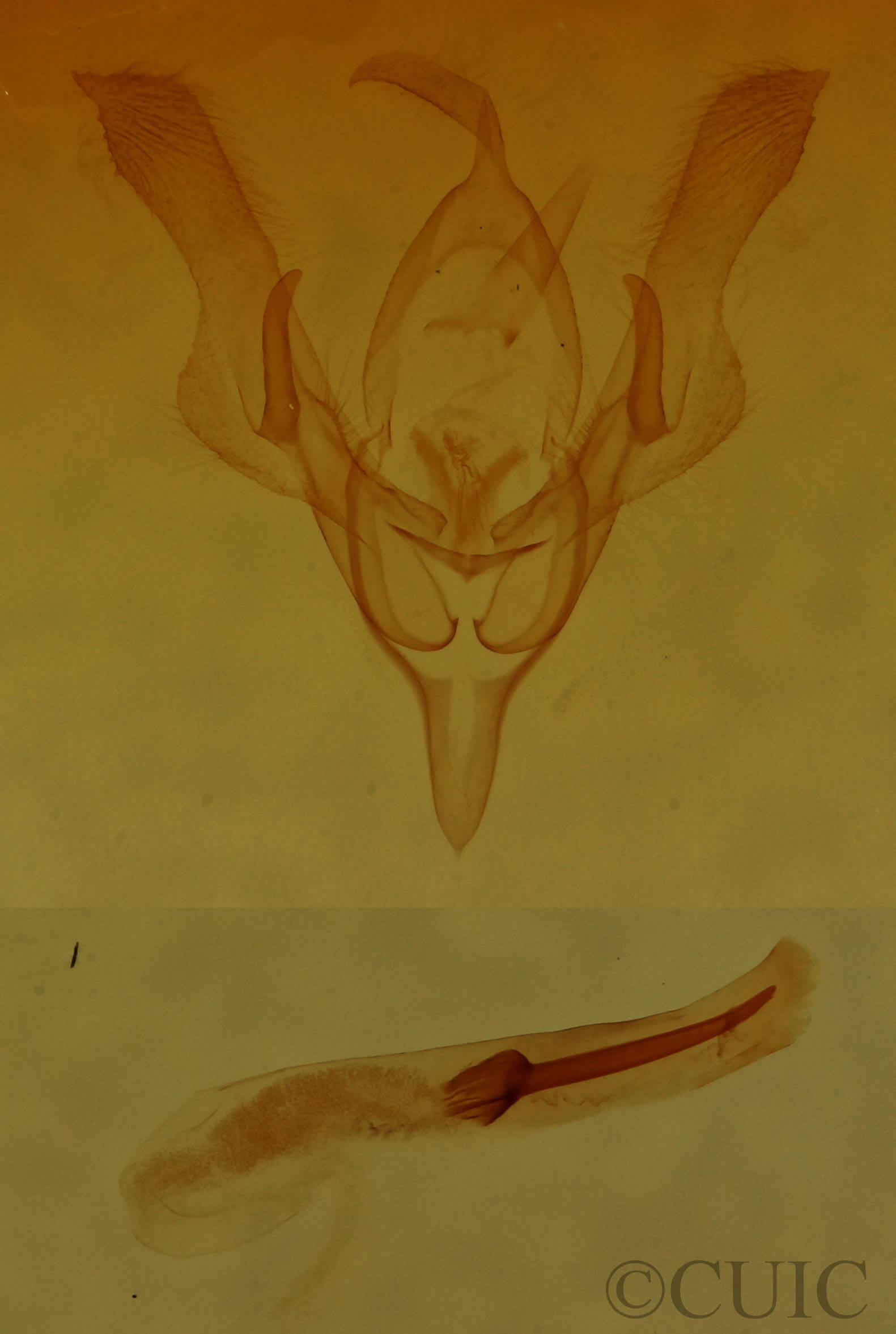 genitalia view of adult Homorthodes dubia