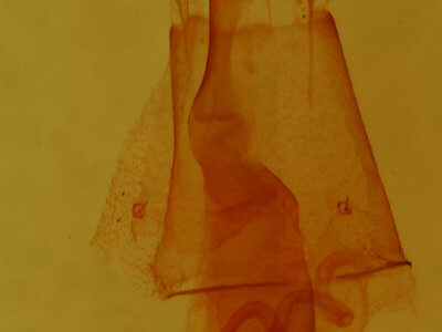 genitalia view of adult Homorthodes dubia