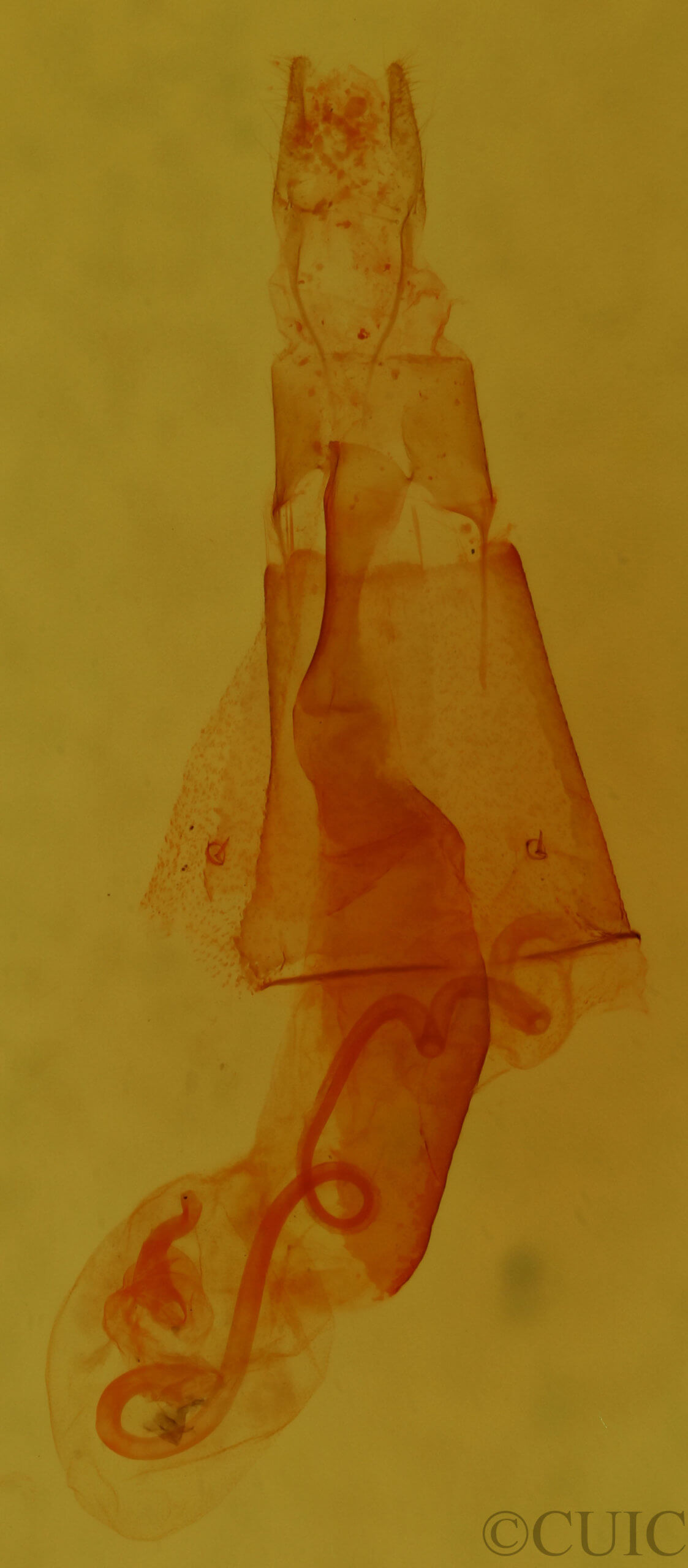 genitalia view of adult Homorthodes dubia