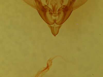 genitalia view of adult Homorthodes flosca