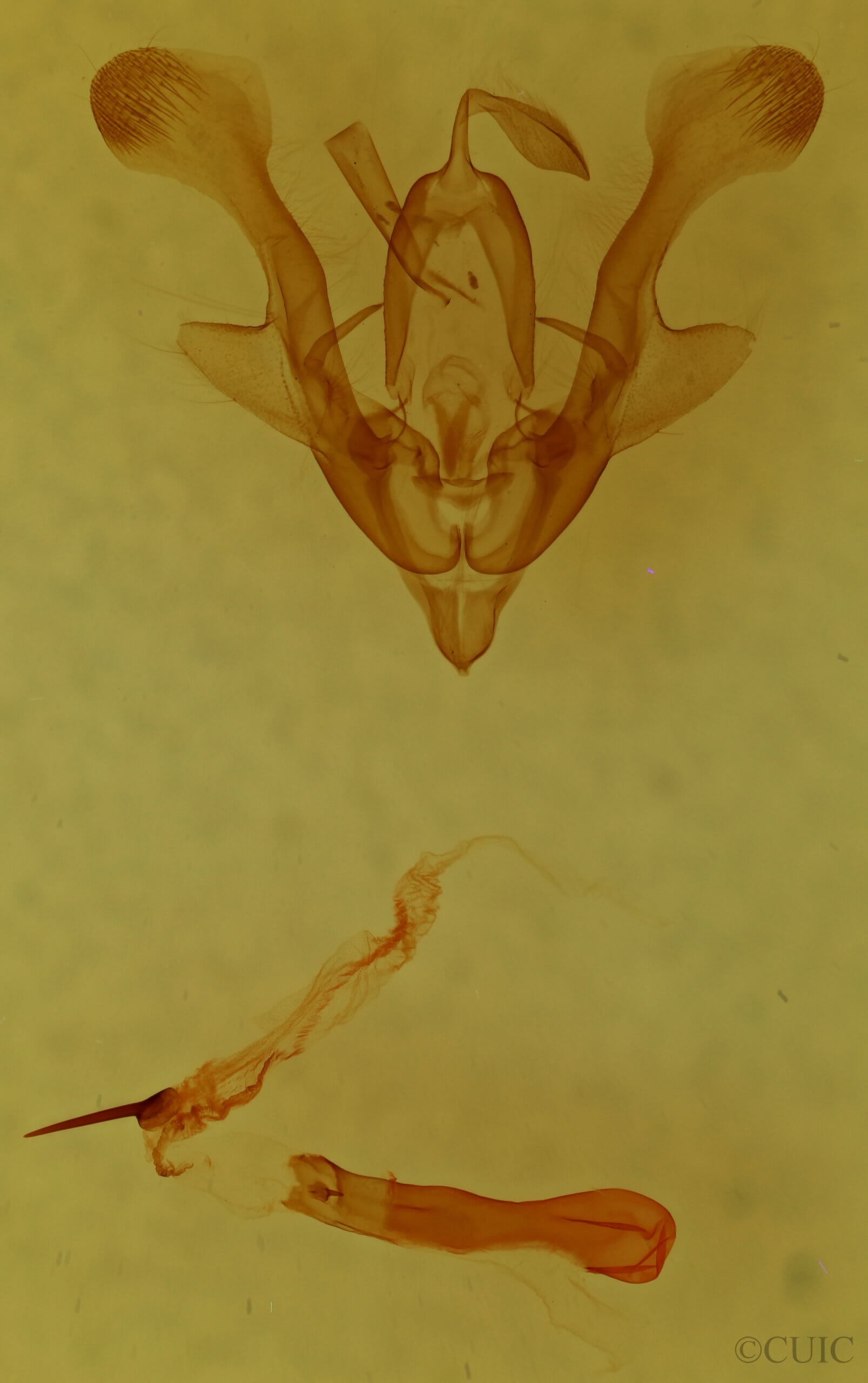 genitalia view of adult Homorthodes flosca