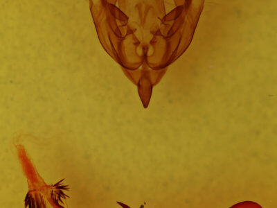 genitalia view of adult Homorthodes fractura