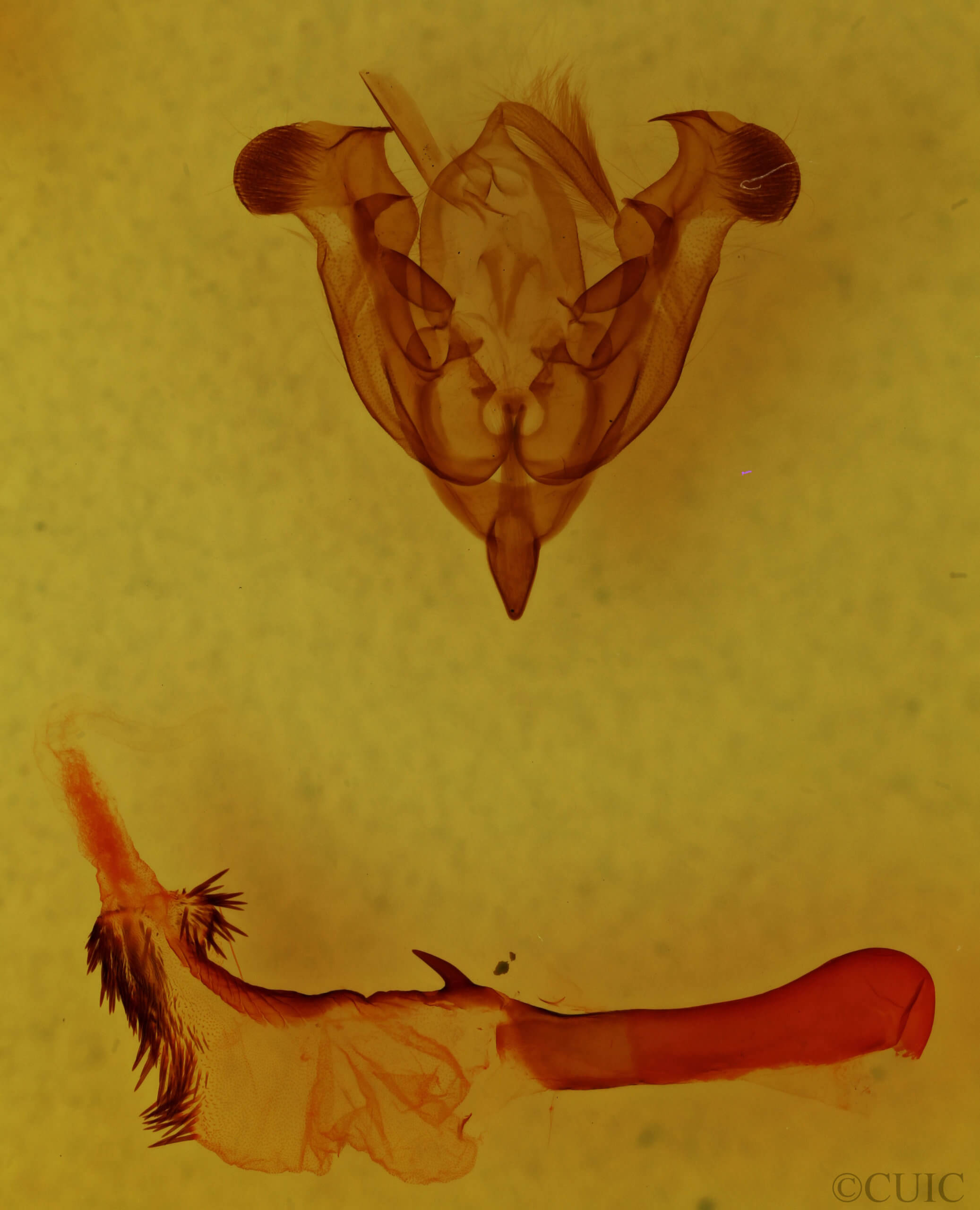 genitalia view of adult Homorthodes fractura