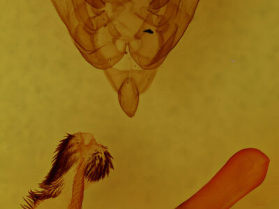 genitalia view of adult Homorthodes fractura