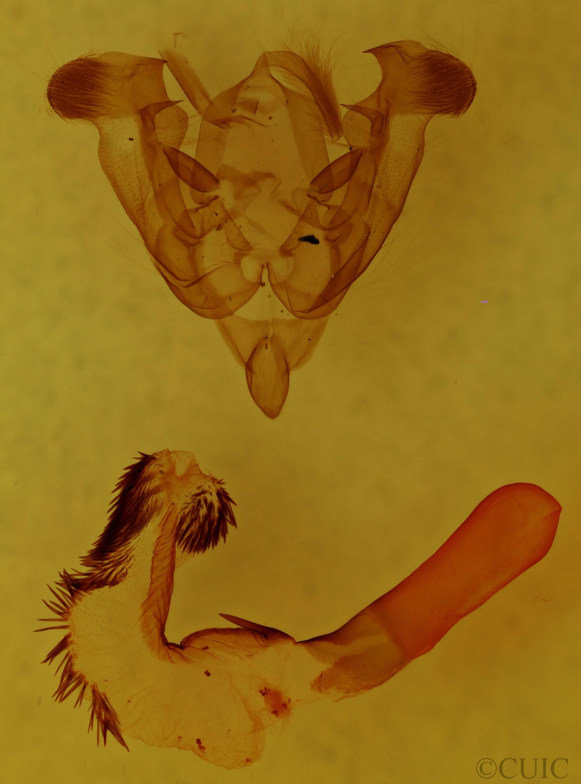 genitalia view of adult Homorthodes fractura