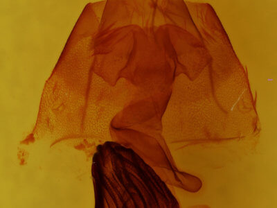 genitalia view of adult Homorthodes fractura