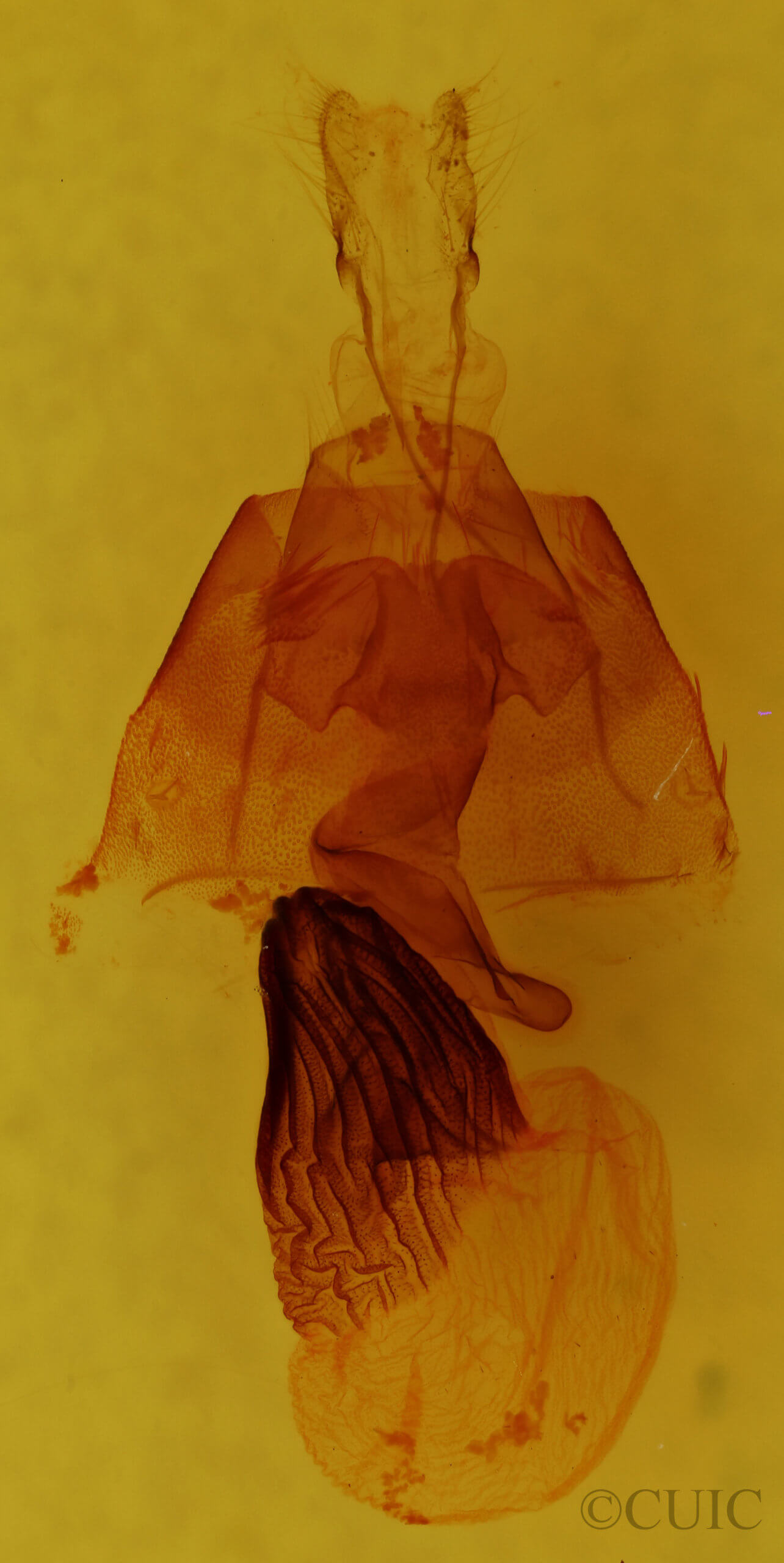 genitalia view of adult Homorthodes fractura