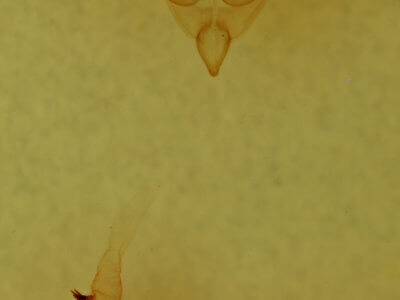 genitalia view of adult Homorthodes fractura mecrona