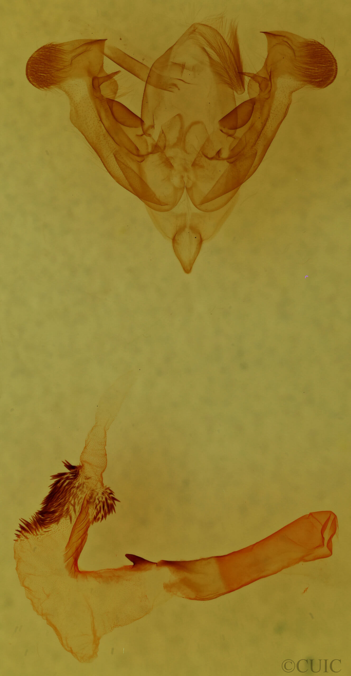 genitalia view of adult Homorthodes fractura mecrona