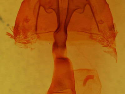 genitalia view of adult Homorthodes furfurata