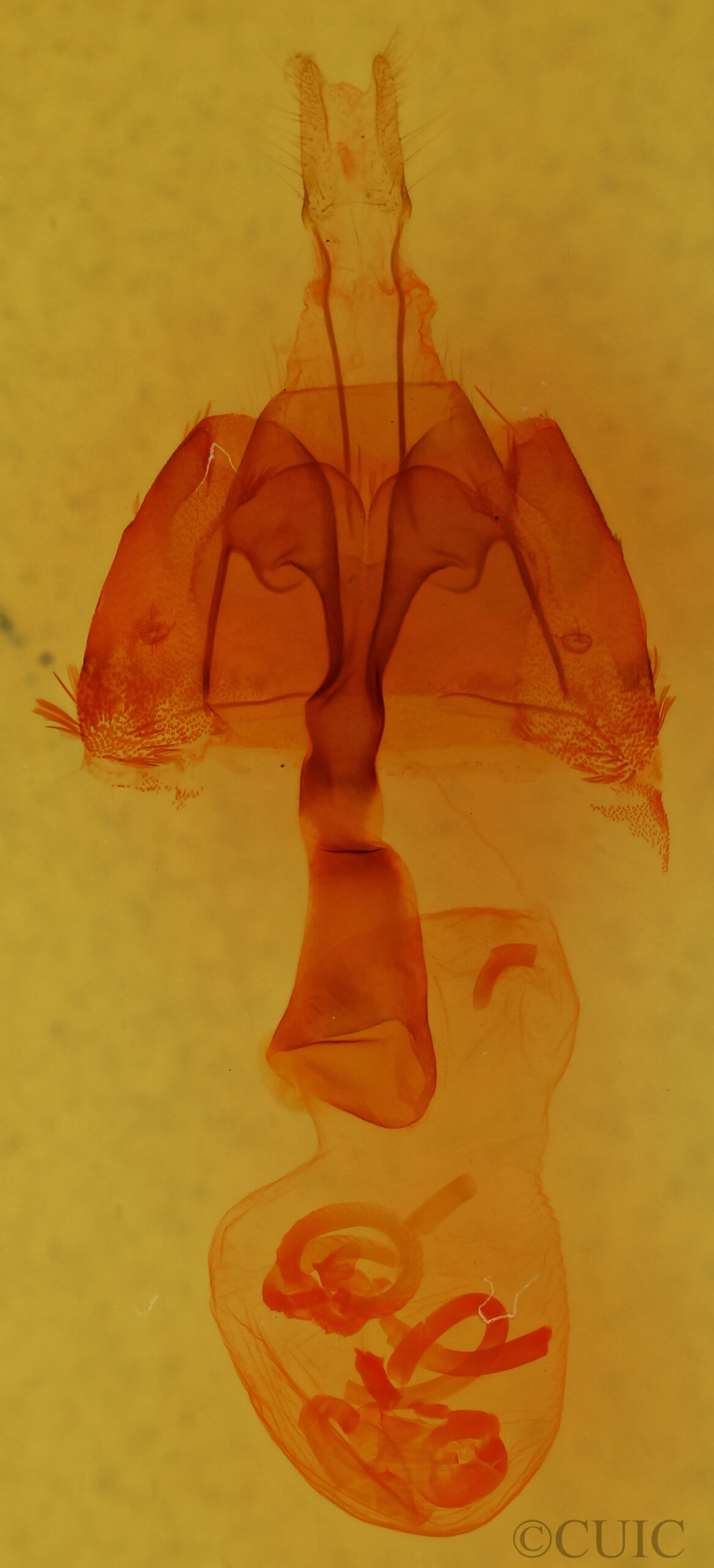 genitalia view of adult Homorthodes furfurata