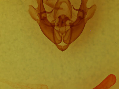 genitalia view of adult Homorthodes hanhami