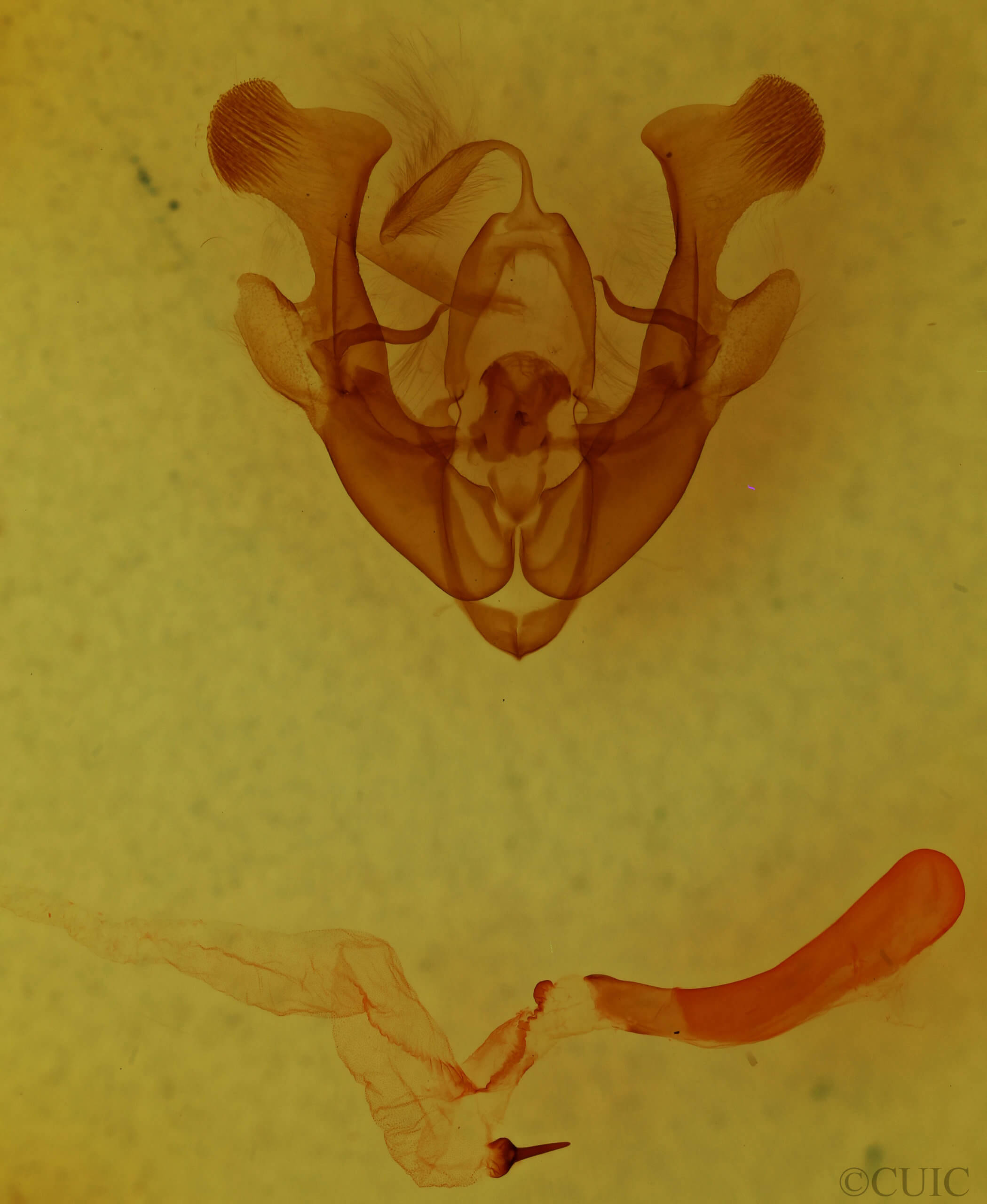 genitalia view of adult Homorthodes hanhami