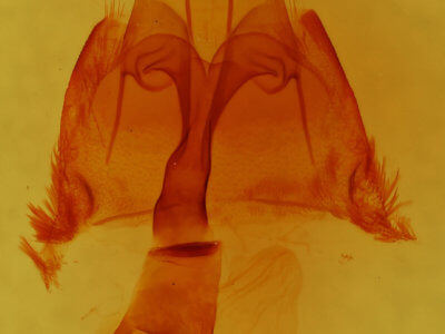 genitalia view of adult Homorthodes lindseyi