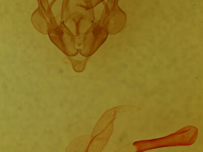 genitalia view of adult Homorthodes reliqua