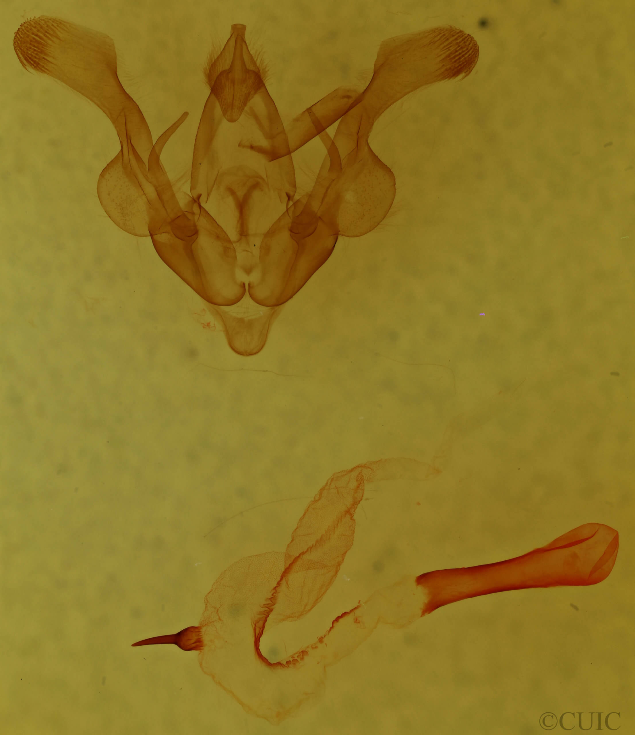 genitalia view of adult Homorthodes reliqua