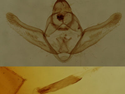 genitalia view of adult Hypagyrtis unipunctata