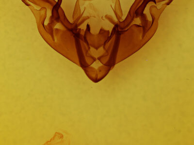 genitalia view of adult Hyppa contrasta