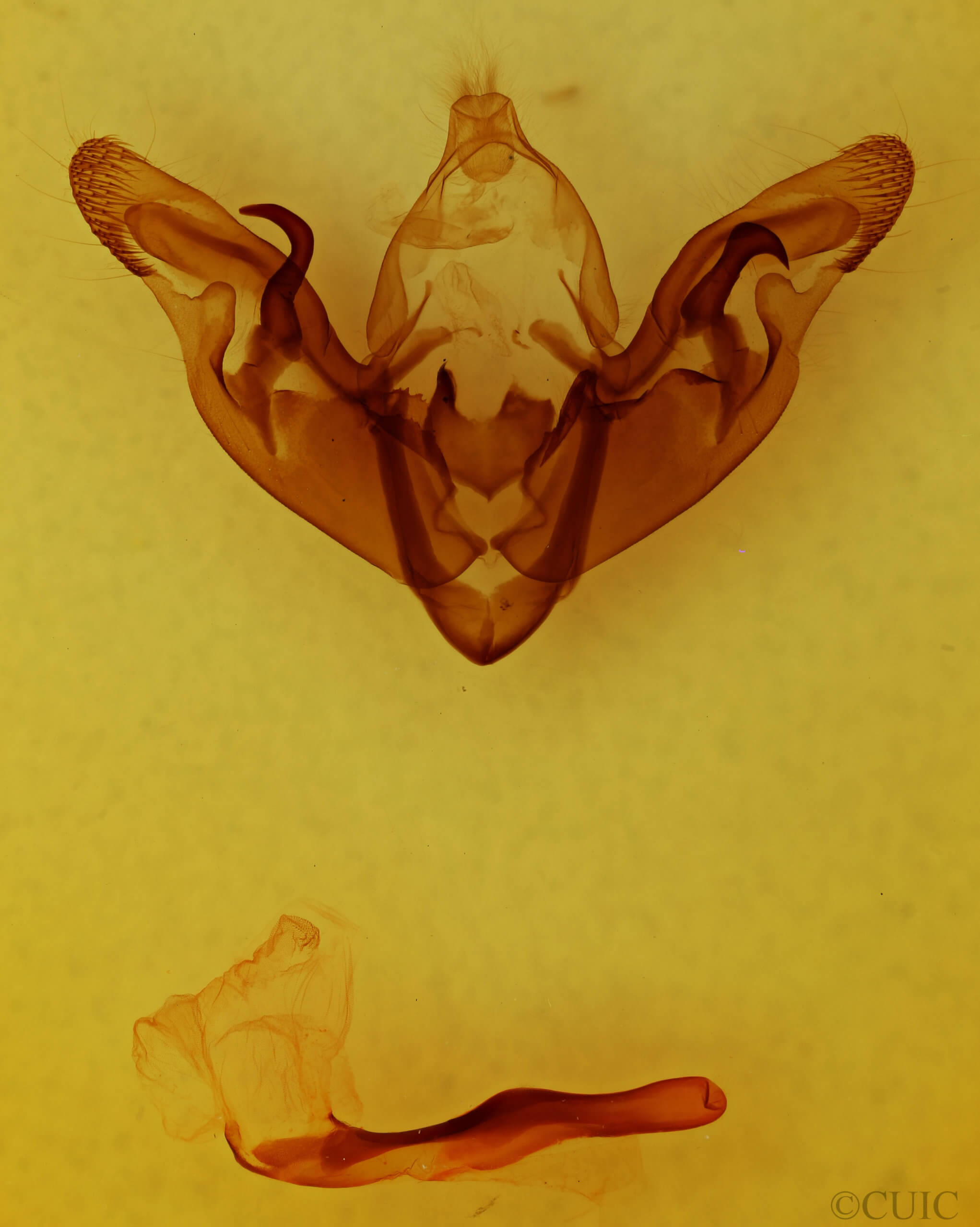 genitalia view of adult Hyppa contrasta