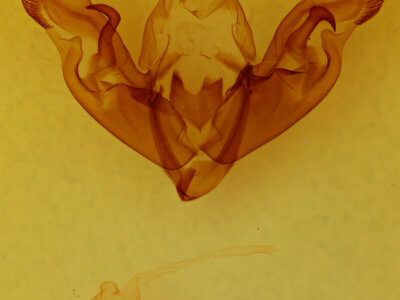 genitalia view of adult Hyppa contrasta