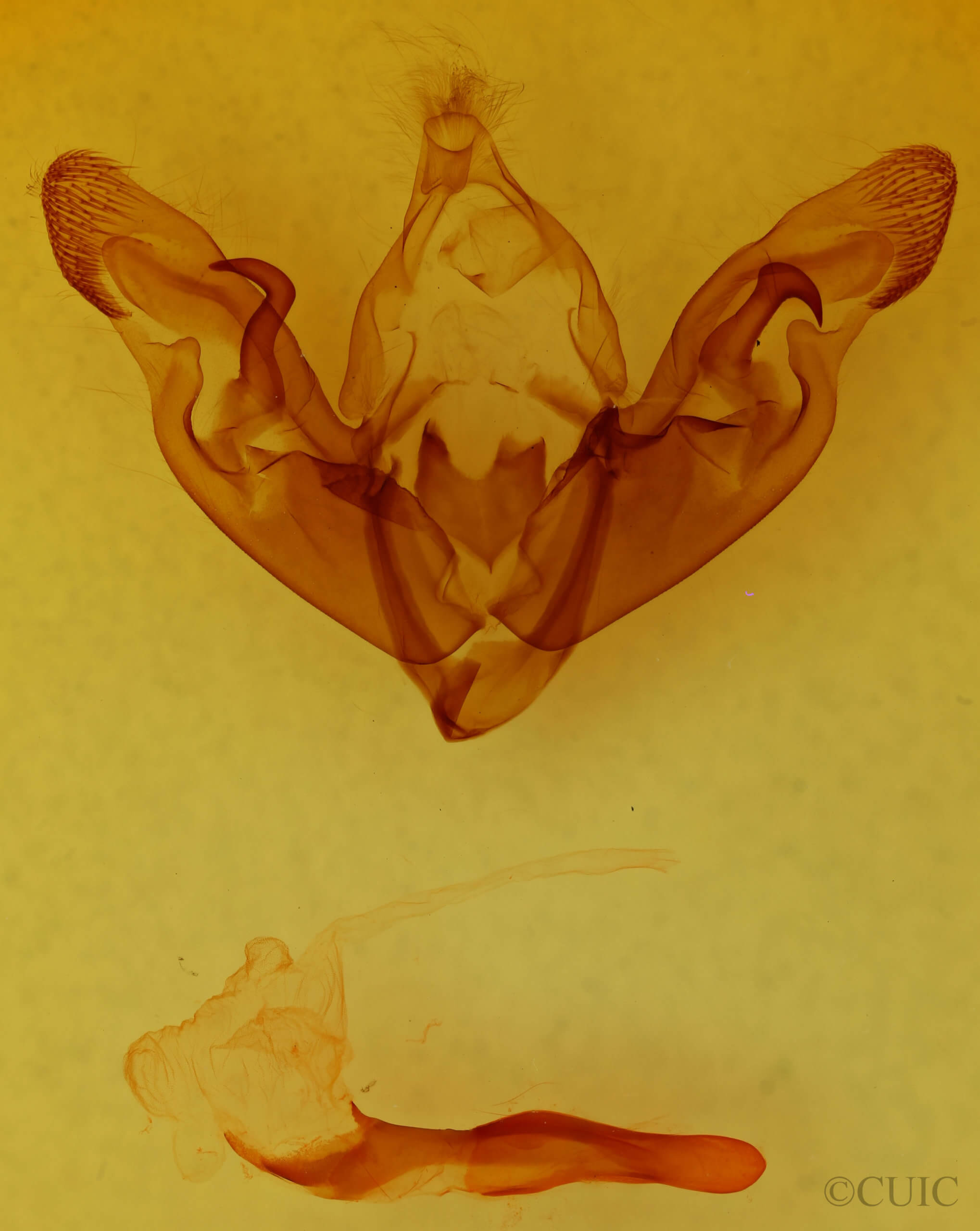 genitalia view of adult Hyppa contrasta