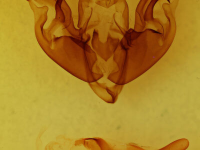 genitalia view of adult Hyppa contrasta