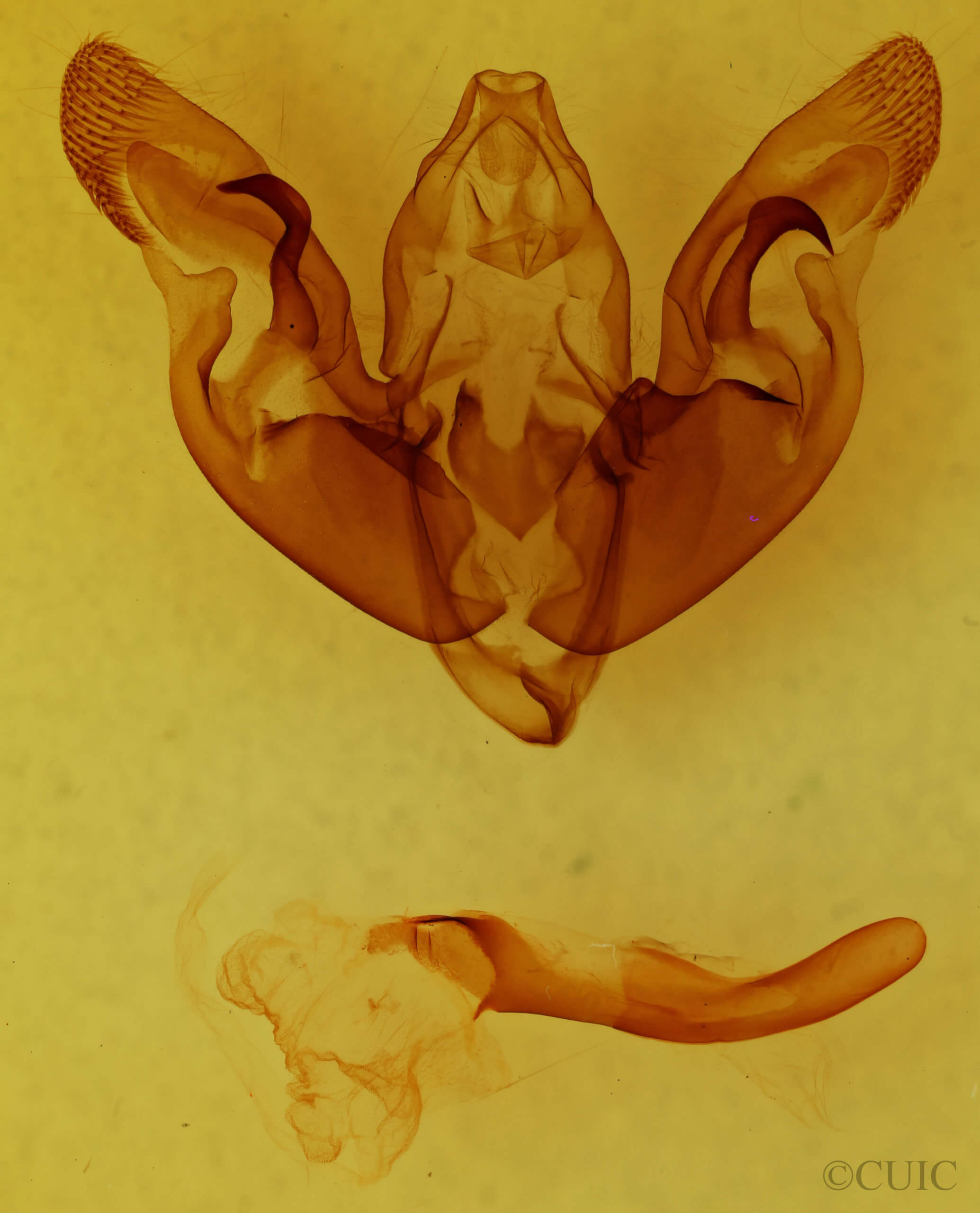 genitalia view of adult Hyppa contrasta