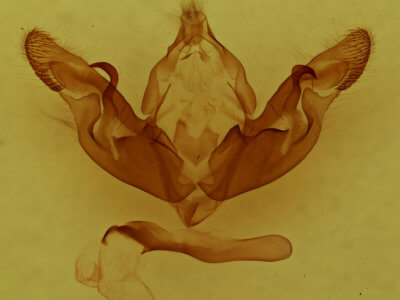 genitalia view of adult Hyppa xylinoides