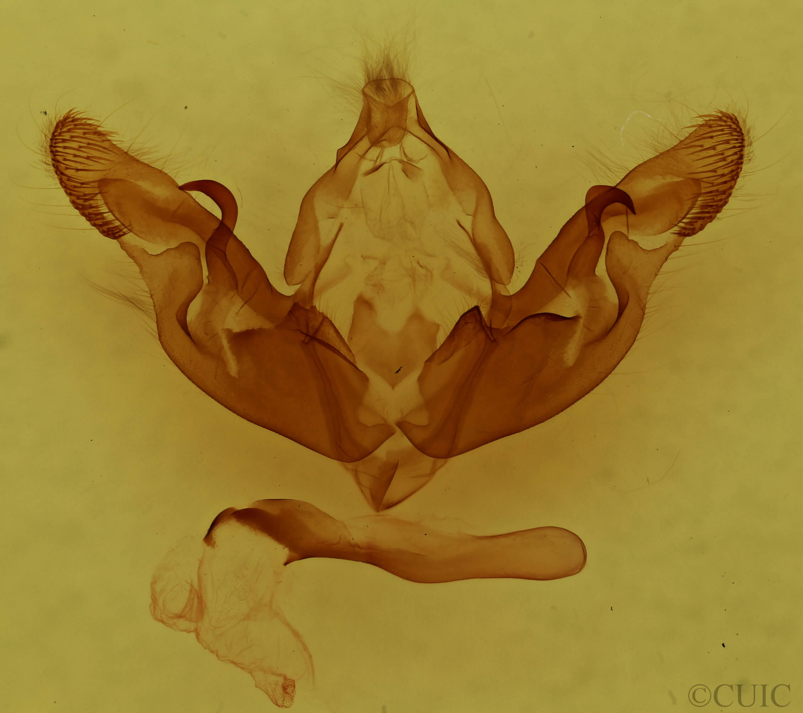 genitalia view of adult Hyppa xylinoides