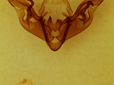 genitalia view of adult Hyppa xylinoides