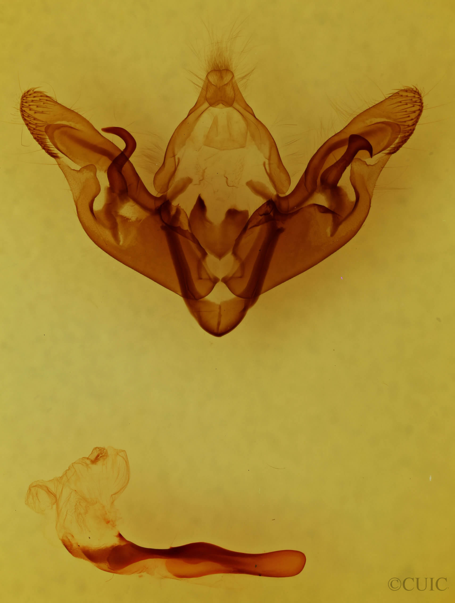 genitalia view of adult Hyppa xylinoides