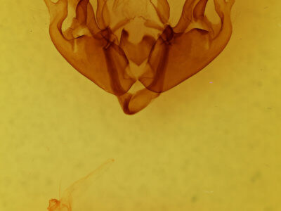 genitalia view of adult Hyppa xylinoides