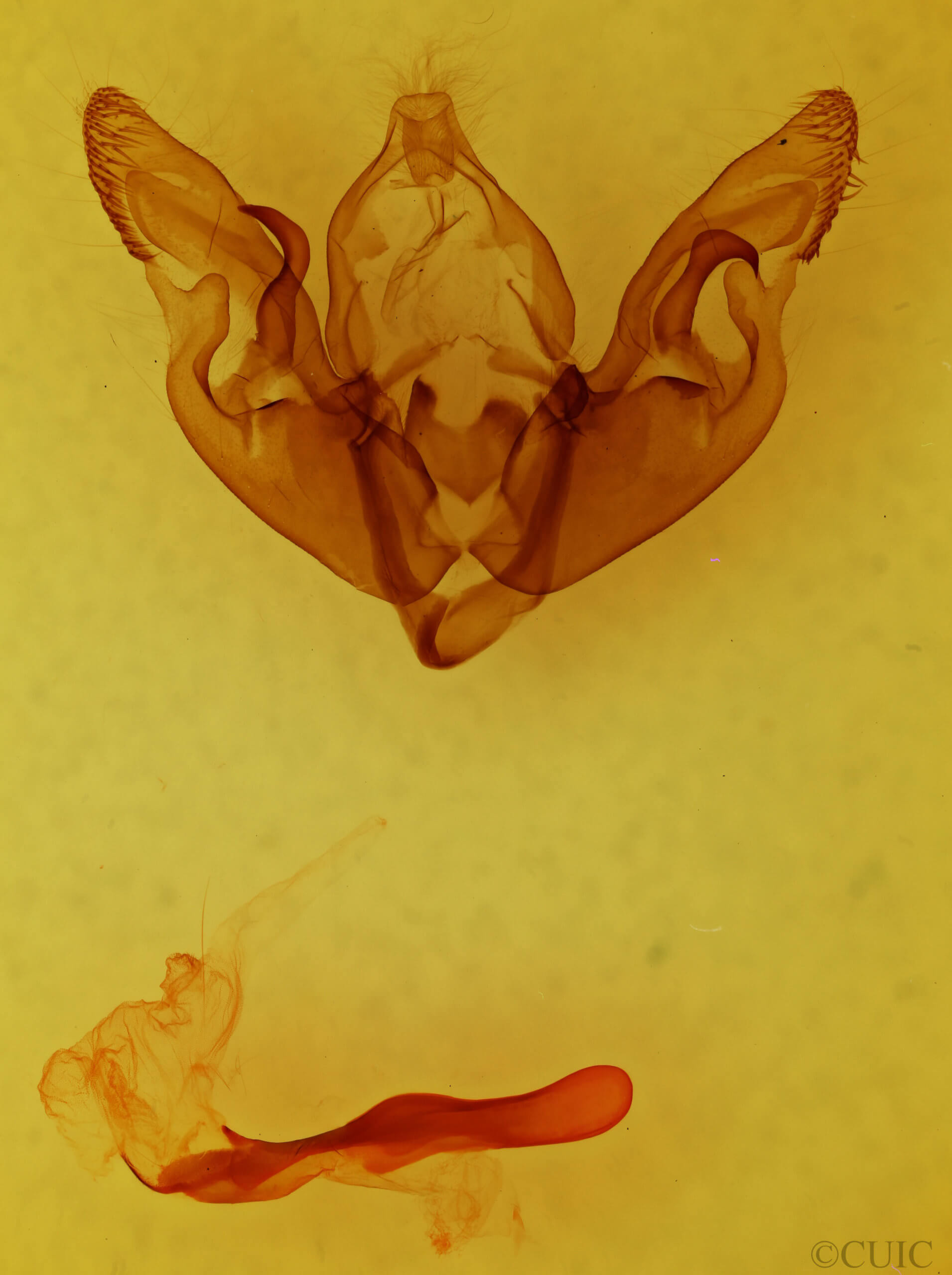 genitalia view of adult Hyppa xylinoides