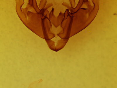 genitalia view of adult Hyppa xylinoides