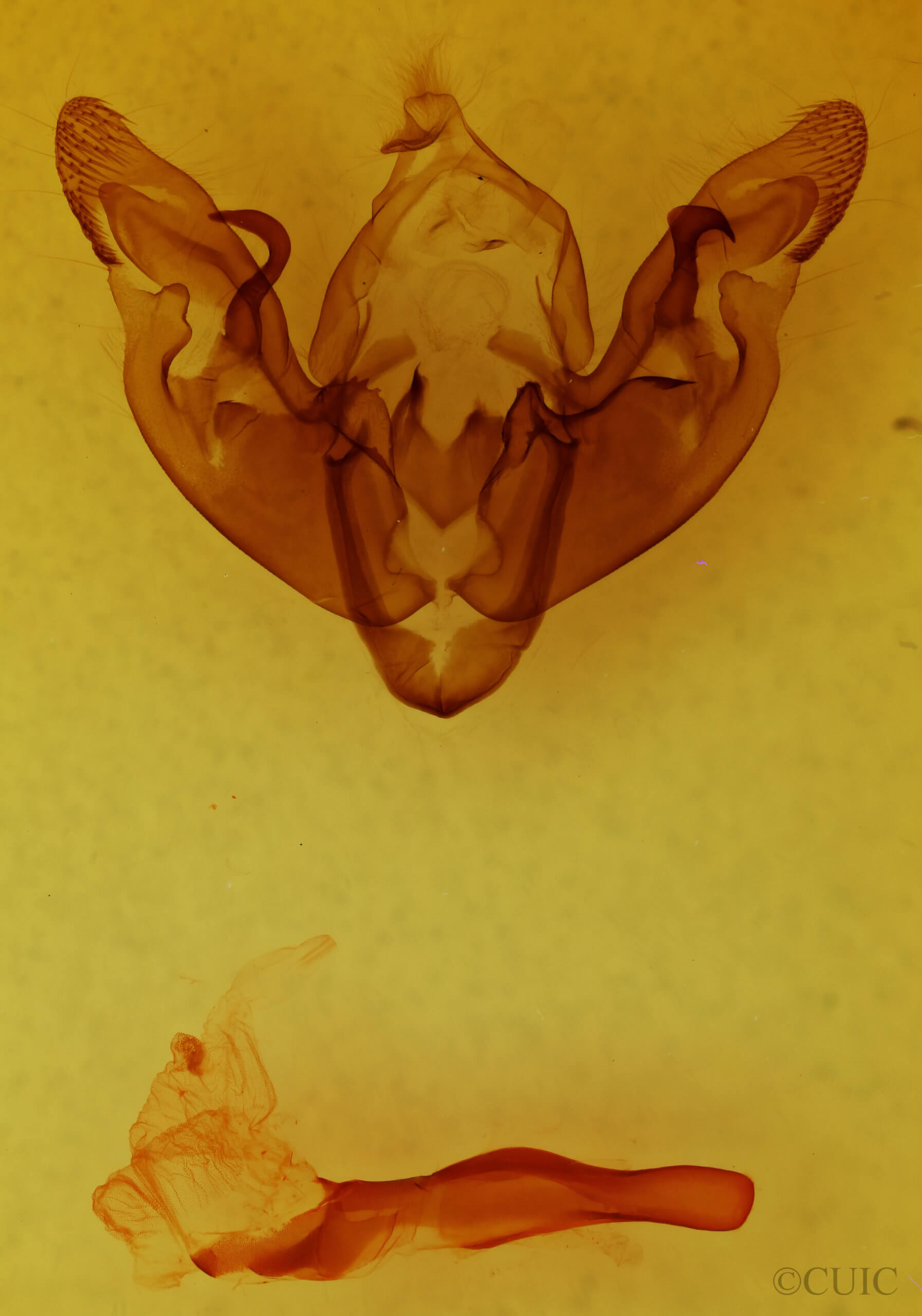 genitalia view of adult Hyppa xylinoides