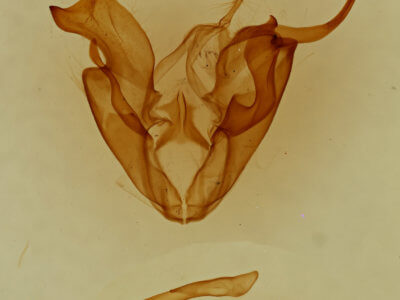 genitalia view of adult Kakopoda progenies