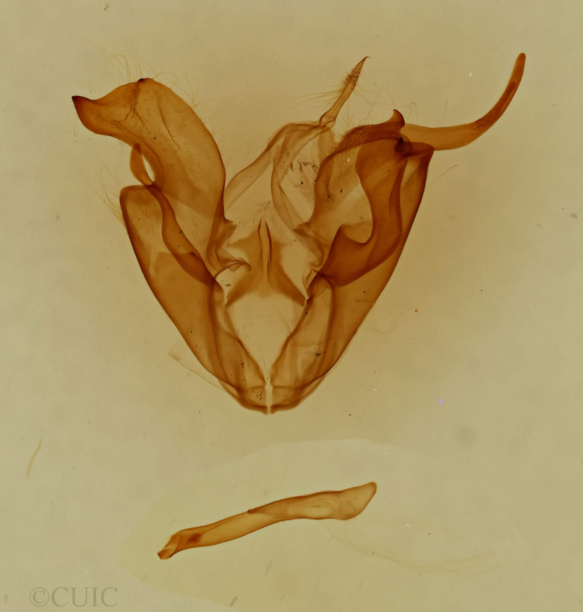 genitalia view of adult Kakopoda progenies