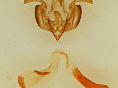 genitalia view of adult Lacinipolia basiplaga