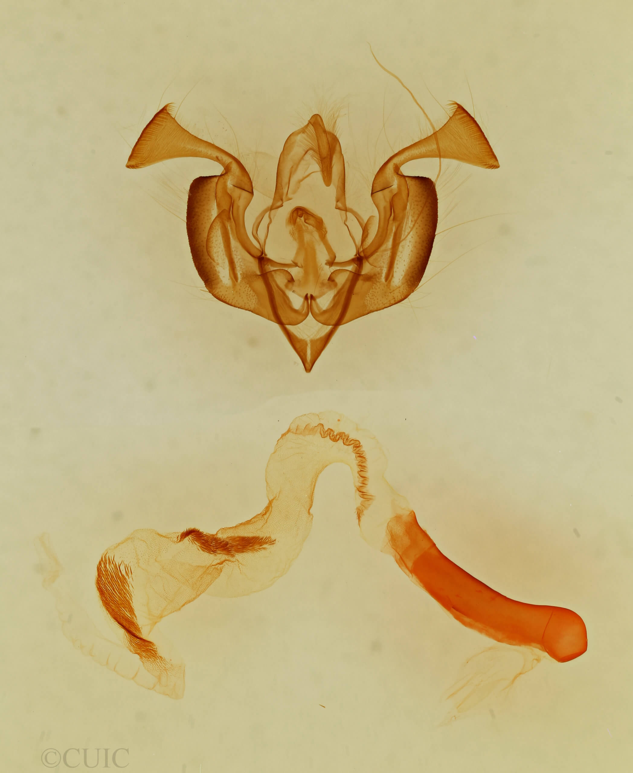 genitalia view of adult Lacinipolia basiplaga