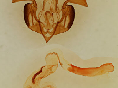 genitalia view of adult Lacinipolia basiplaga