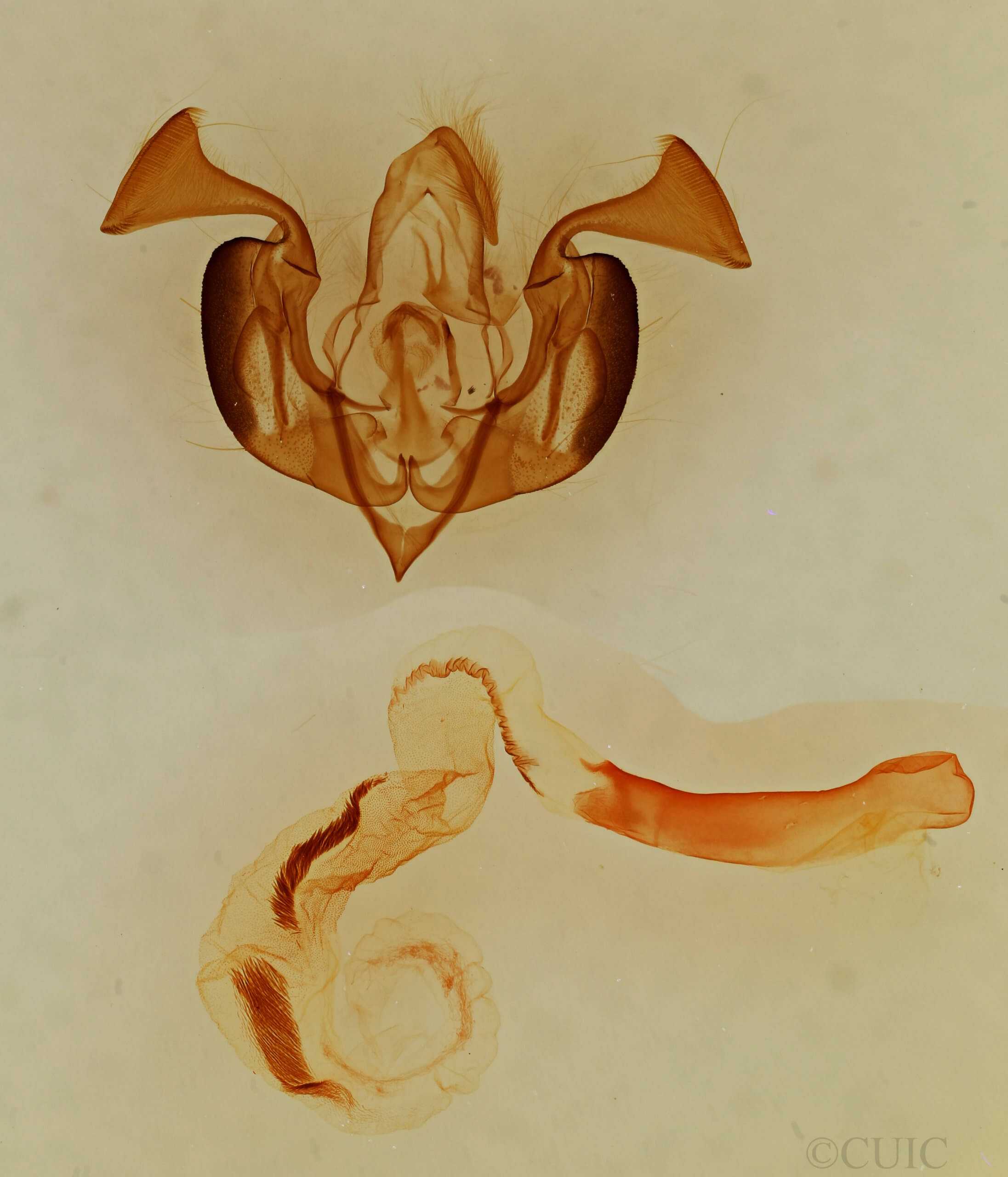 genitalia view of adult Lacinipolia basiplaga