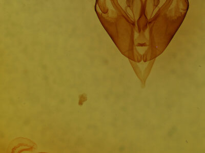 genitalia view of adult Lacinipolia consimilis