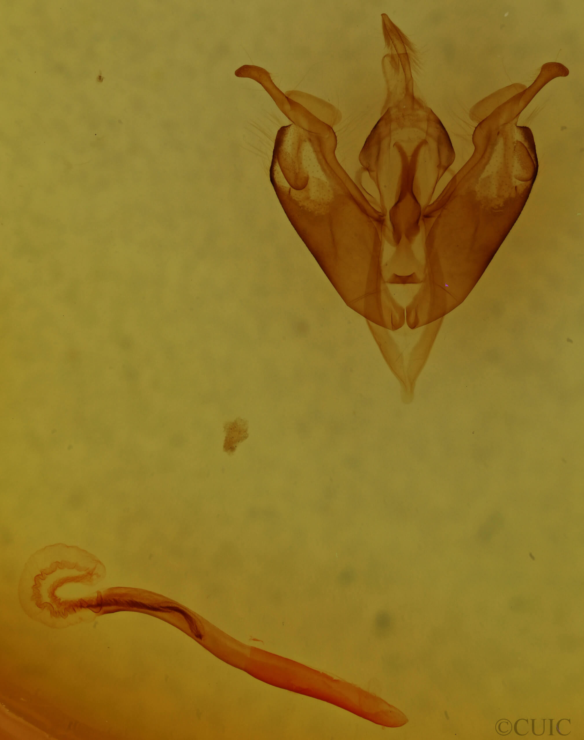 genitalia view of adult Lacinipolia consimilis