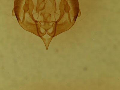 genitalia view of adult Lacinipolia strigicollis