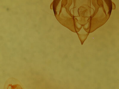 genitalia view of adult Lacinipolia strigicollis